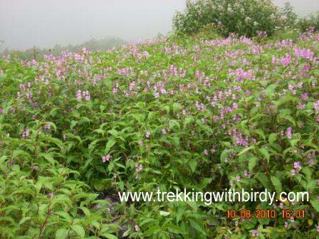 Valley of Flower